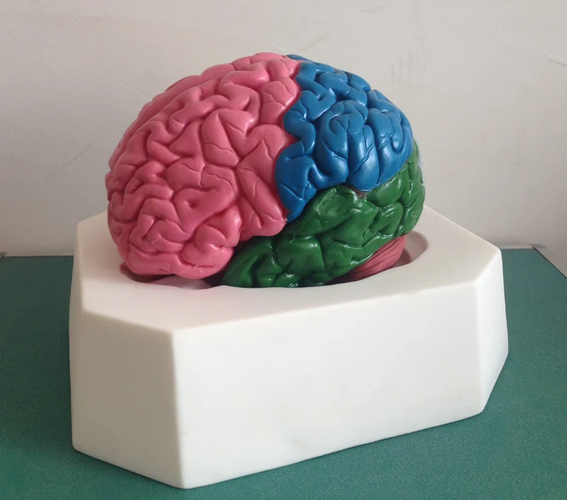 Brain 254. Мозг из глины.